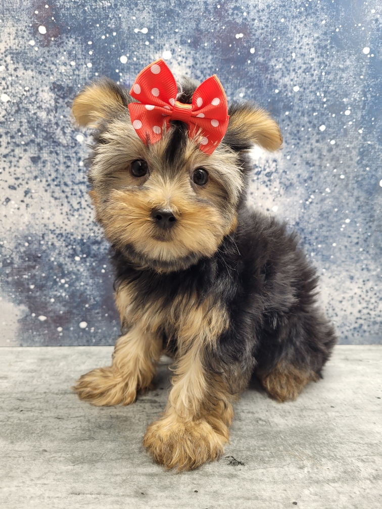 Yorkie Puppies for sale in NYC