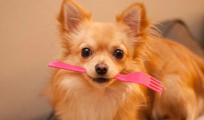 Feed Puppy1