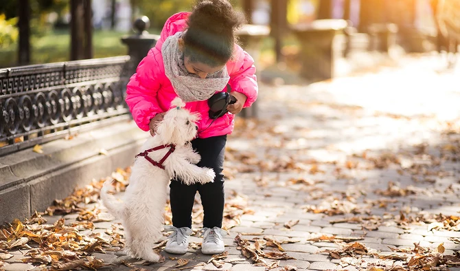Leash Train