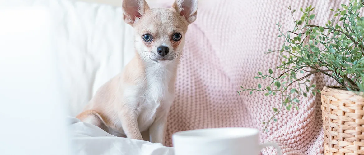 Common Misconceptions About Teacup Chihuahua Size