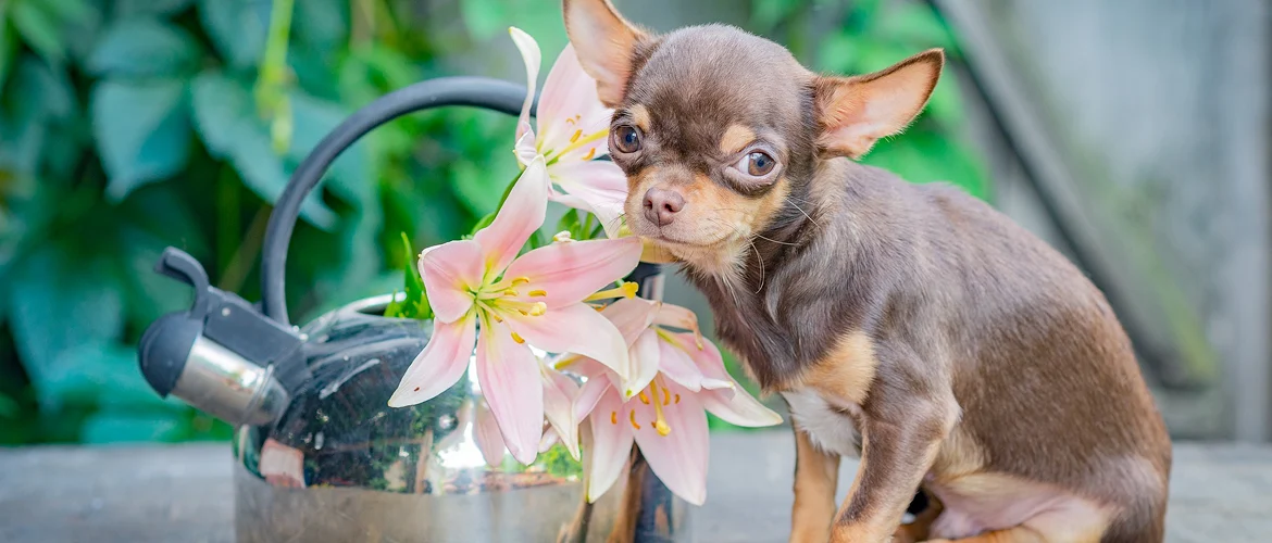 adorable-chihuahua-dog-outside-walk