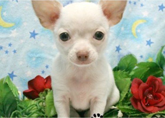 CHARMING CHIHUAHUA2