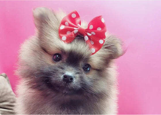 FRIENDLY POMERANIAN PUPPIES FOR SALE 2