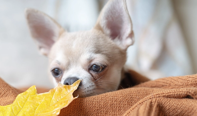 How Much Do Chihuahuas Eat