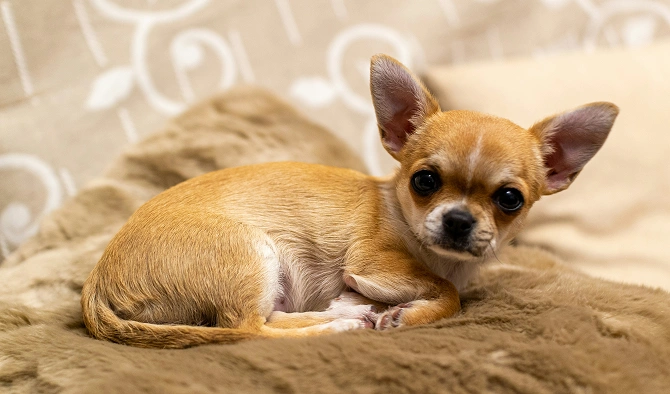 Ultimate Chihuahua