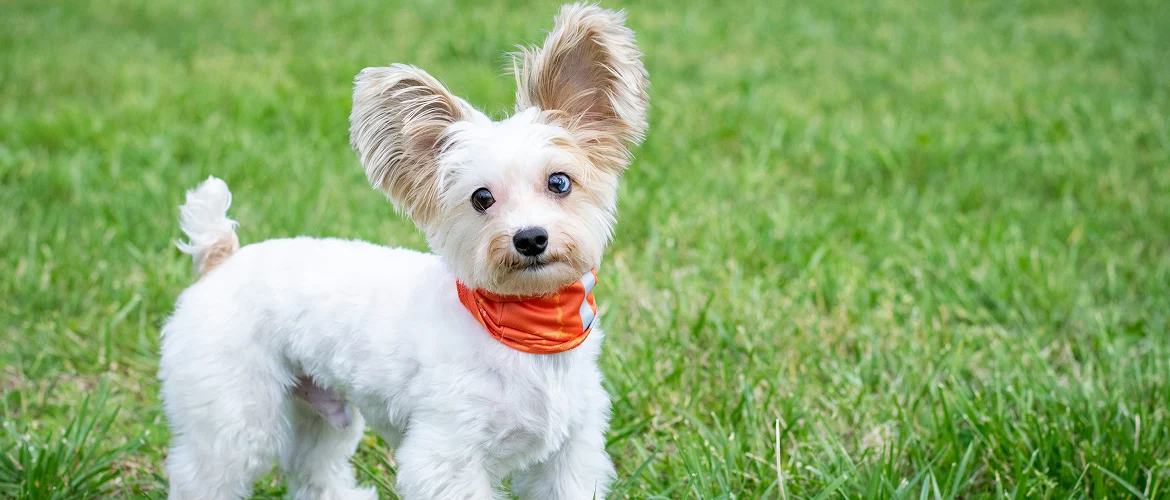 Are All Small Dogs Lap Dogs 2