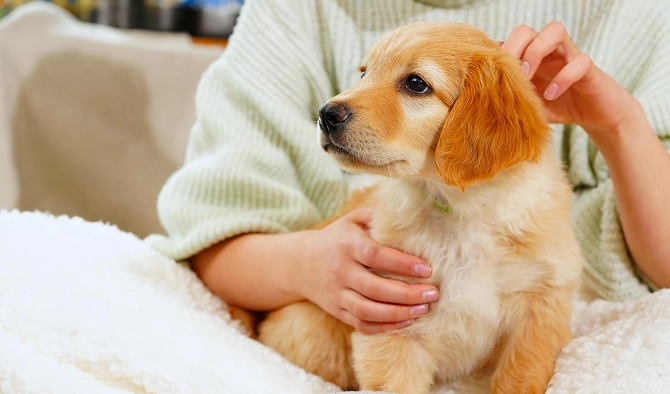 First-Time Puppy Parent