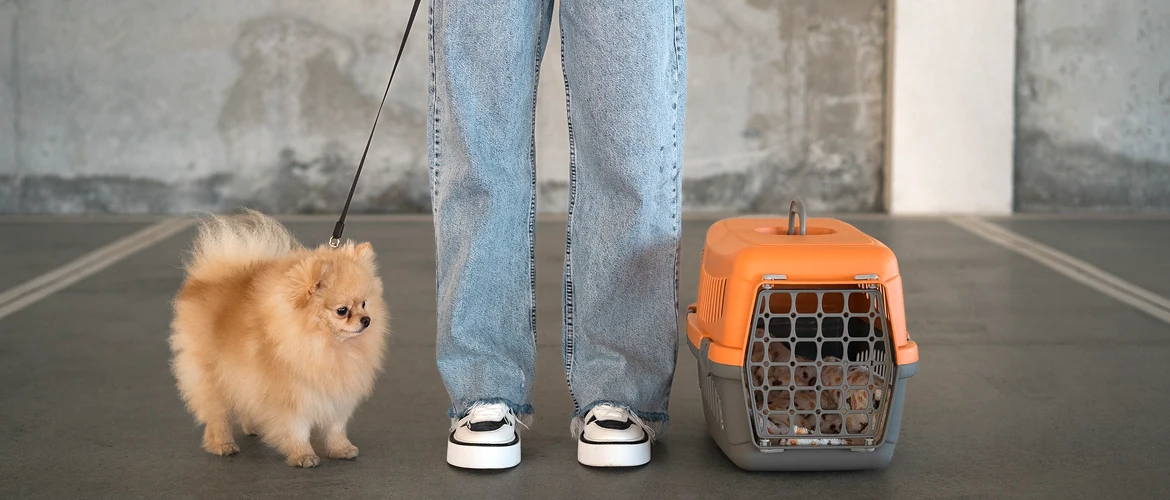 When Can Puppies Travel 2