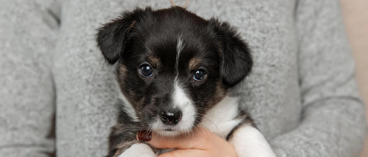 When Can Puppies Travel 4