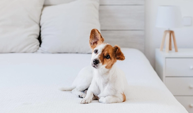 When Can Puppies Travel