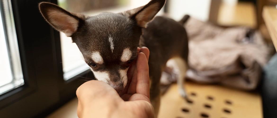 How Much Does a Chihuahua Cost 2