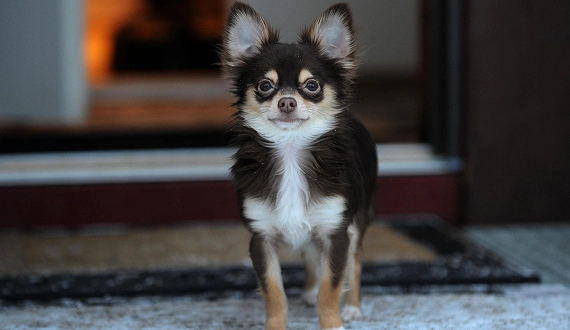 How Much Does a Chihuahua Cost 5