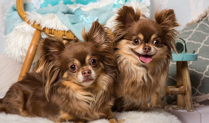 How Much Does a Chihuahua Cost