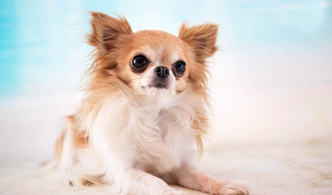 How to Train Your Chihuahua Puppy