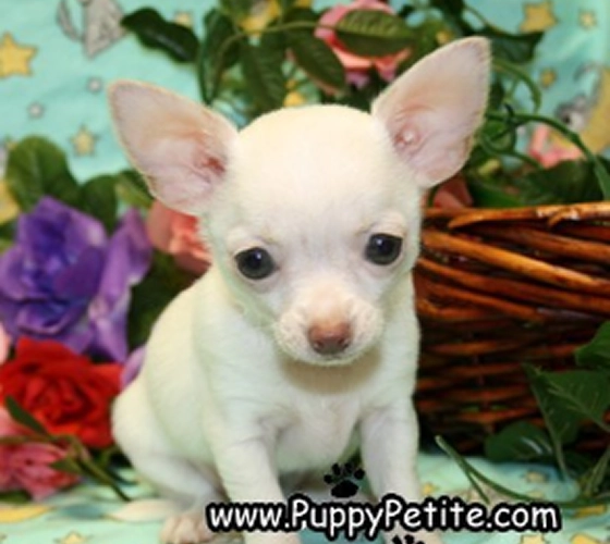 puppy petite image