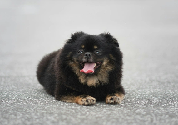 How to Ensure Your Puppy Is Healthy_ Tips from Puppy Store Experts 3