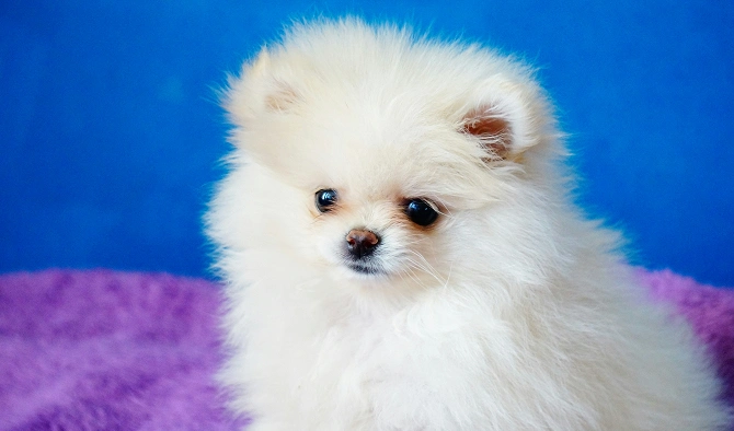 How to Ensure Your Puppy Is Healthy_ Tips from Puppy Store Experts