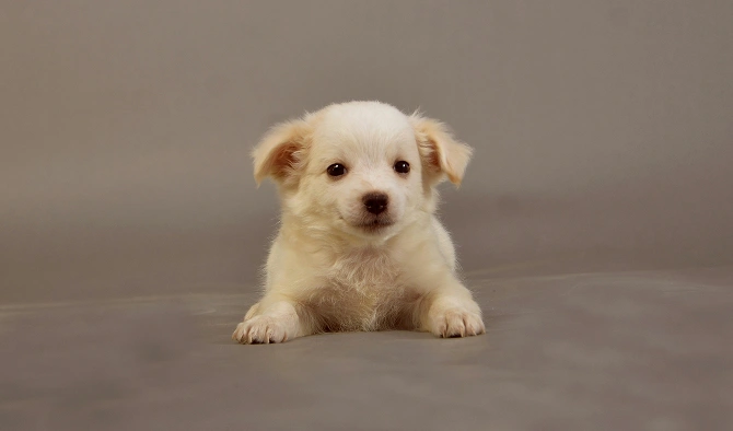 Healthy Purebred Puppy