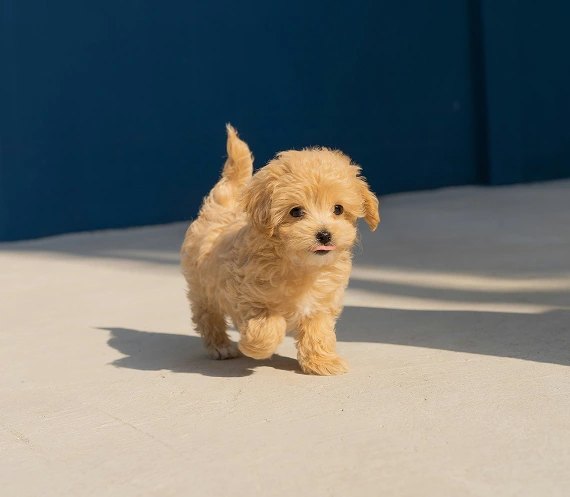 Learn Your Puppy's Behaviour