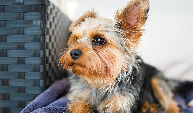 yorkie