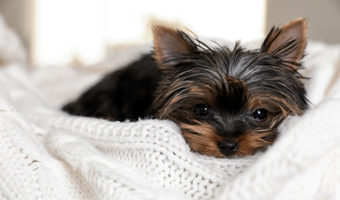 Teacup Yorkie