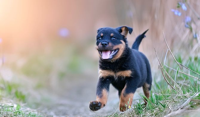 dog-image