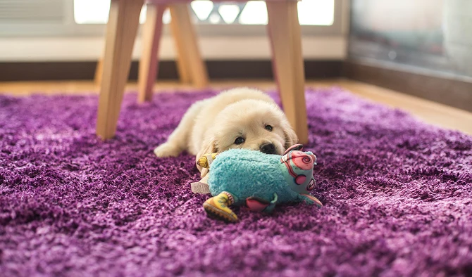 Strong Bond With Purebred Puppy